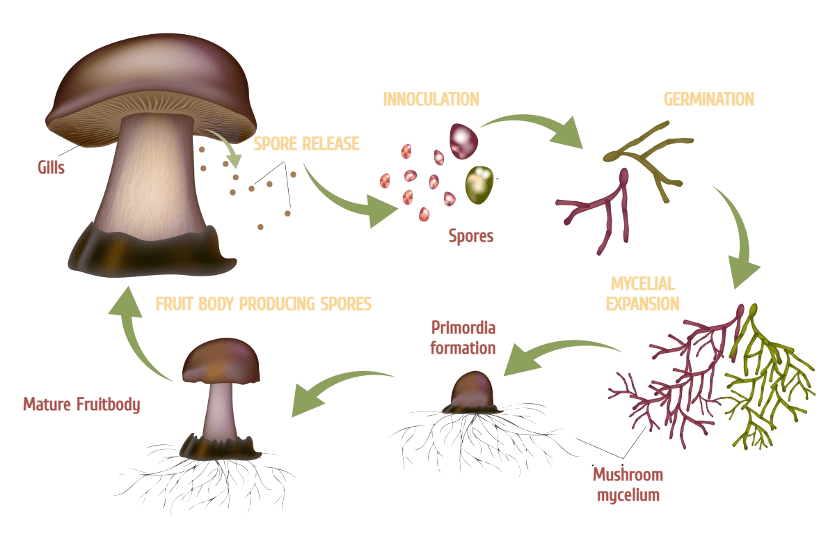 Mushroom-Life-Cycle(3)